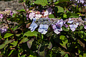 Hydrangea macrophylla Blau Teller