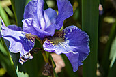 Iris Blau