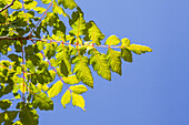 Koelreuteria paniculata