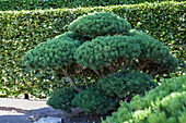 Pinus mugo 'Selection Bonk'