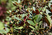 Rhododendron Burletta