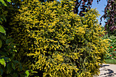 Taxus baccata 'Adpressa Aurea'