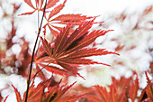 Acer palmatum Sherwood Flame