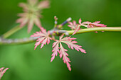 Acer palmatum 'Spring Delight'