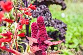 Amaranthus caudatus 'Tower Red'