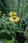 Argyranthemum