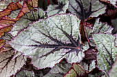 Begonia rex 'Nordic Glacier'®