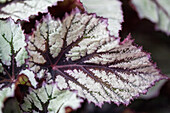 Begonia Rex 'Beleaf Nordic Glacier'