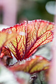 Begonia Rex 'Beleaf Nordic Glacier'