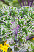 Brassica oleracea var. sabellica 'Redbor F1'