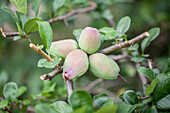 Chaenomeles japonica