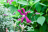 Clematis