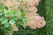 Cotinus coggygria