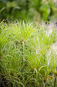 Cyperus alternifolius