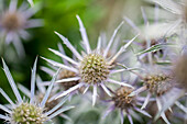 Eryngium bourgatii