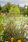 Foeniculum vulgare 'Smokey'