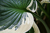 Hosta 'Patriot'