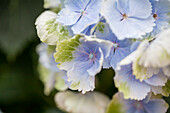 Hydrangea macrophylla 'Blue Wonder'®