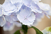 Hydrangea macrophylla 'Blue Wonder'®