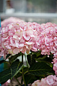 Hydrangea macrophylla 'Chique'®