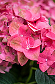 Hydrangea macrophylla 'Green Shadow'(s)