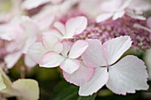 Hydrangea macrophylla 'Love You Kiss'®