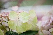 Hydrangea macrophylla 'Love You Kiss'®