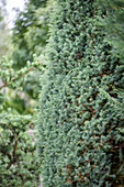 Juniperus communis 'Sieben Steinhäuser'