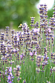 Lavandula angustifolia 'Munstead'