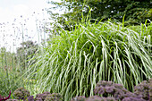 Pennisetum alopecuroides