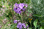 Phlox paniculata Blue Paradise