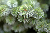 Picea sitchensis 'Silver Dwarf