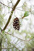 Pinus