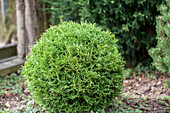 Thuja occidentalis