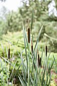 Typha