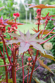 Ricinus communis