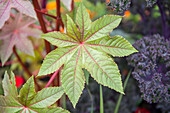 Ricinus communis