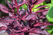 Amaranthus hybridus, dark red