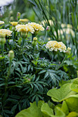 Tagetes erecta, cream white