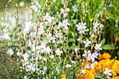 Gaura lindheimeri, white