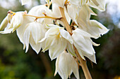 Yucca filamentosa 'Color Guard'