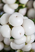 Gaultheria mucronata, white
