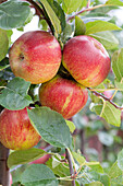 Malus domestica 'Boskoop'