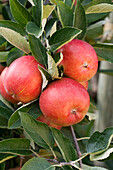 Malus domestica Braeburn