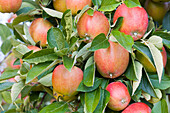 Malus domestica 'Braeburn'