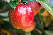 Malus domestica Braeburn