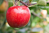 Malus domestica Braeburn