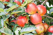 Malus domestica 'Braeburn'