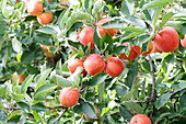 Malus domestica 'Braeburn'