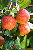 Malus domestica 'Gala'